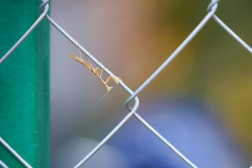 chain link fence Yellow praying mantis on a chain link fence 