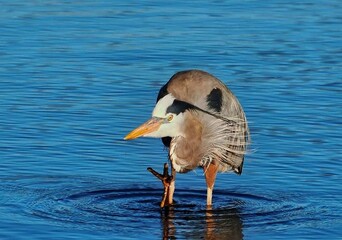 Great blue heron wading in water.