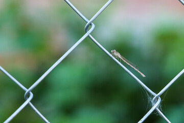 A small dragonfly on a wire mesh fence 