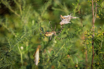 Argiope lobata spider on a web 