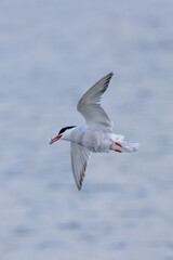 Common Tern (Sterna hirundo) in flight over Bull Island, Dublin – often found along coastal regions