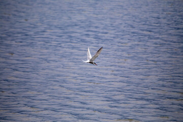 Common Tern (Sterna hirundo) in flight over Bull Island, Dublin – often found along coastal regions