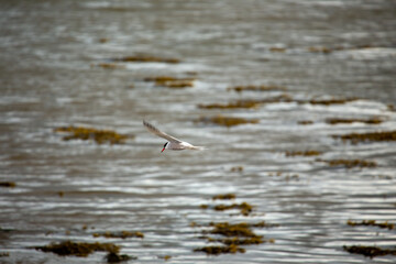 Common Tern (Sterna hirundo) in flight over Bull Island, Dublin – often found along coastal regions