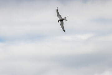 Obraz premium Common Tern (Sterna hirundo) in flight over Bull Island, Dublin – often found along coastal regions