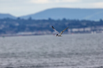 Common Tern (Sterna hirundo) in flight over Bull Island, Dublin – often found along coastal regions