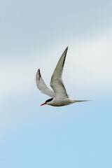 Common Tern (Sterna hirundo) in flight over Bull Island, Dublin – often found along coastal regions