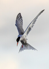Common Tern (Sterna hirundo) in flight over Bull Island, Dublin – often found along coastal regions