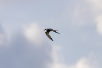 Common Tern (Sterna hirundo) in flight over Bull Island, Dublin – often found along coastal regions