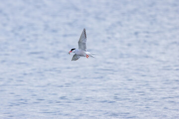 Common Tern (Sterna hirundo) in flight over Bull Island, Dublin – often found along coastal regions