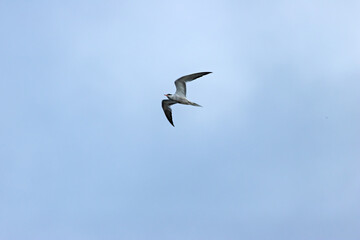 Obraz premium Common Tern (Sterna hirundo) in flight over Bull Island, Dublin – often found along coastal regions
