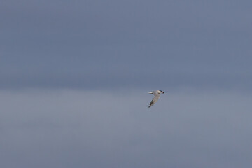 Common Tern (Sterna hirundo) in flight over Bull Island, Dublin – often found along coastal regions