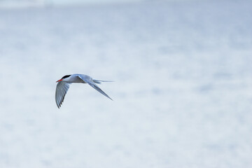 Common Tern (Sterna hirundo) in flight over Bull Island, Dublin – often found along coastal regions