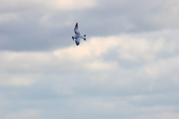 Common Tern (Sterna hirundo) in flight over Bull Island, Dublin – often found along coastal regions
