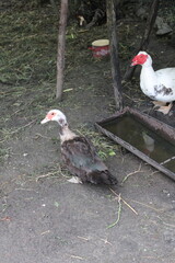 Vibrant Purple Monkshood Flowers Blooming in Garden