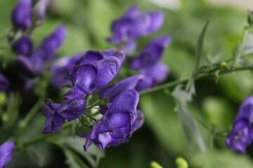 Vibrant Purple Monkshood Flowers Blooming in Garden