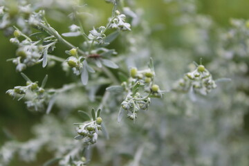 Close-up of silvery Artemisia flowers and foliage.