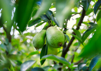Green pears ripening on a tree in the garden.