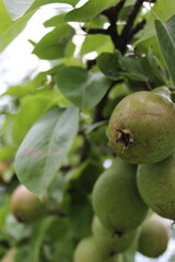 Close-up of ripe pears hanging from a tree branch.