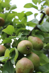 Close-up of ripe pears hanging from a tree branch.
