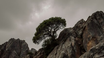 Lone Tree Growing on Rocky Cliff Under Dramatic Cloudy Sky