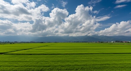 Fototapeta premium 青々とした田園風景、白い雲が浮かぶ爽快な空の下
