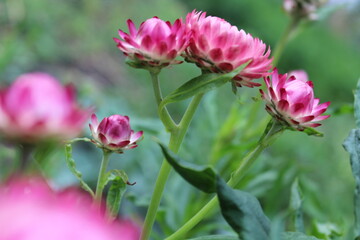 Fototapeta premium Close-up of Vibrant Pink Strawflowers in Bloom