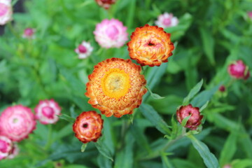Close-up of colorful everlasting flowers in a garden with green foliage.