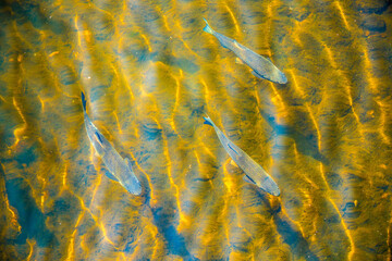 Three Fish Swimming Over Sunlit Riverbed with Rippling Patterns