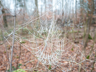 Close up of a spider web in the forest in the fall