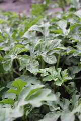 Fototapeta premium Watermelon Plant with Leaf Damage