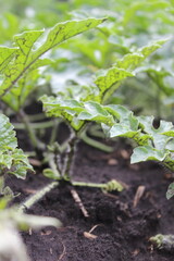 Obraz premium A Small Watermelon Growing on the Vine