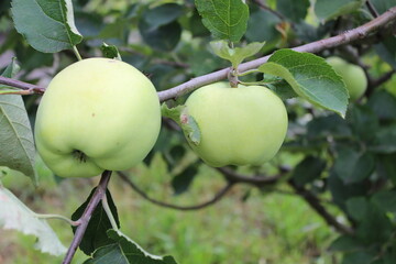 Apples on a Branch Close-Up of Green Fruit in an Orchard