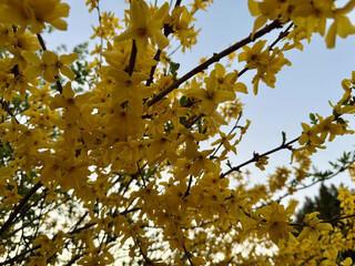 Forsythie Forsythia Oleaceae Lamiales gelb Ostern Easter Hybride Busch Strauch spring yellow bush intermedia Zabel golden lilac golden bells Goldflieder Goldglöckchen pole flowered, ornamental shrub