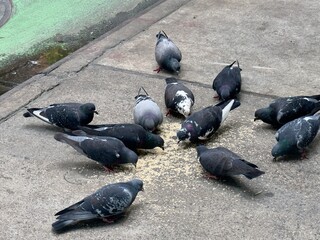 Fototapeta premium Pigeons Eating Seeds on a New York City Sidewalk