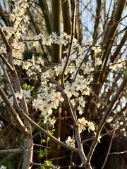 Prunus Prunus cerasus Sauerkirsche Schlehe Wilder Mandelbaum Kirschpflaume Tokio Kirsche Mandelblättrige Birne sour cherry blackthorn wild almond cherry plum Tokyo cherry almond-leaved pear Flower
