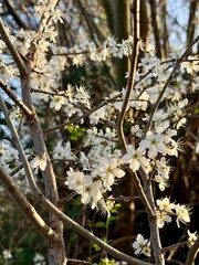 Prunus Prunus cerasus Sauerkirsche Schlehe Wilder Mandelbaum Kirschpflaume Tokio Kirsche Mandelblättrige Birne sour cherry blackthorn wild almond cherry plum Tokyo cherry almond-leaved pear Flower