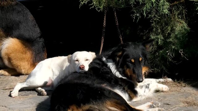 Experience Mykonos Greece stunning, with iconic white buildings and domes against the beautiful Aegean Sea, making its perfect destination for lovers of scenic beauty and exploration. homeless dogs