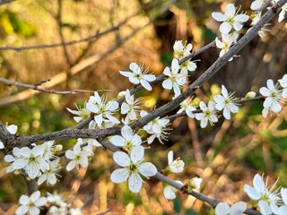 Prunus Prunus cerasus Sauerkirsche Schlehe Wilder Mandelbaum Kirschpflaume Tokio Kirsche Mandelblättrige Birne sour cherry blackthorn wild almond cherry plum Tokyo cherry almond-leaved pear Flower