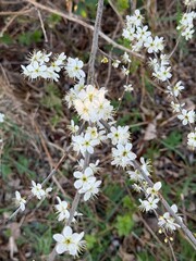 Prunus Prunus cerasus Sauerkirsche Schlehe Wilder Mandelbaum Kirschpflaume Tokio Kirsche Mandelblättrige Birne sour cherry blackthorn wild almond cherry plum Tokyo cherry almond-leaved pear Flower