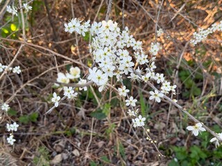 Prunus Prunus cerasus Sauerkirsche Schlehe Wilder Mandelbaum Kirschpflaume Tokio Kirsche Mandelbl&auml;ttrige Birne sour cherry blackthorn wild almond cherry plum Tokyo cherry almond-leaved pear Flower