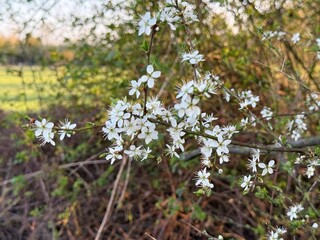Prunus Prunus cerasus Sauerkirsche Schlehe Wilder Mandelbaum Kirschpflaume Tokio Kirsche Mandelbl&auml;ttrige Birne sour cherry blackthorn wild almond cherry plum Tokyo cherry almond-leaved pear Flower