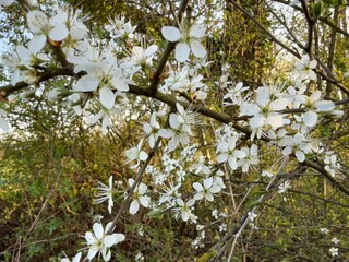 Prunus Prunus cerasus Sauerkirsche Schlehe Wilder Mandelbaum Kirschpflaume Tokio Kirsche Mandelblättrige Birne sour cherry blackthorn wild almond cherry plum Tokyo cherry almond-leaved pear Flower
