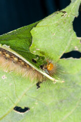 Yellow Bear caterpillar feeding on green plant in the forest in the summer.