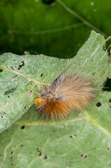 Yellow Bear caterpillar feeding on green plant in the forest in the summer.