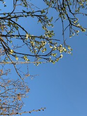 Prunus Prunus cerasus Sauerkirsche Schlehe Wilder Mandelbaum Kirschpflaume Tokio Kirsche Mandelblättrige Birne sour cherry blackthorn wild almond cherry plum Tokyo cherry almond-leaved pear Flower