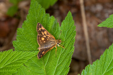 Artic Skipper resting on plant leaf. in the woods