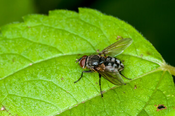 Cluster fly sitting on green leaf in the forest in Minnesota