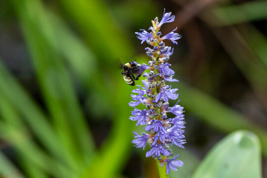 American Bumble Bee feeding on Pickerel Weed in Florida