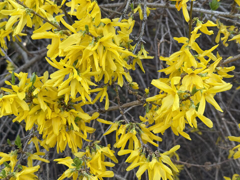 Forsythie Forsythia Oleaceae Lamiales gelb Ostern Easter Hybride Busch Strauch spring yellow bush intermedia Zabel golden lilac golden bells Goldflieder Goldgl&ouml;ckchen pole-flowered ornamental shrub