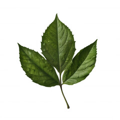 Obraz premium Isolated green leaf with water droplets on a black background close up